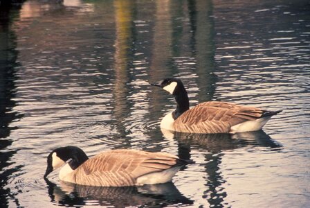 Canada geese swim photo