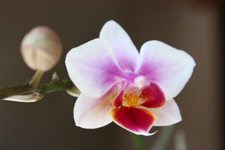 Light Pink Orchid Flower photo