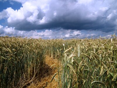 Clouds field cereals