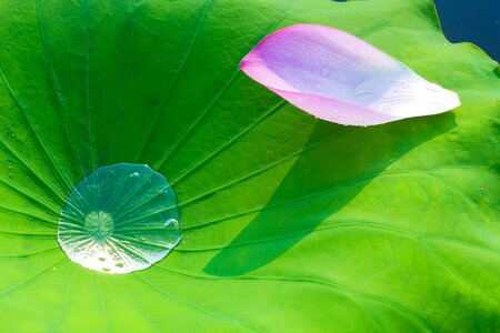 Lotus leaf flowering flower photo