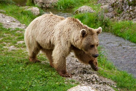 Brown bear siberian bear bear