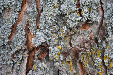 Tree stump wood photo