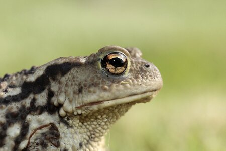 Amphibian head portrait photo