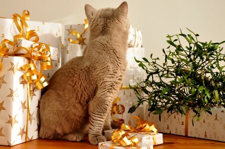 No time british shorthair leonardo
