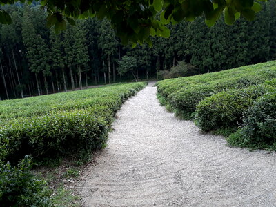 Boseong Green Tea Fields - Daehan Dawon Tea Plantation photo