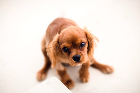 Sad Puppy Looking up photo