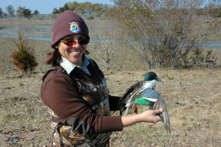 Biologist Banding a Northern Shoveler photo