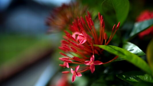 Nature shrub plant photo