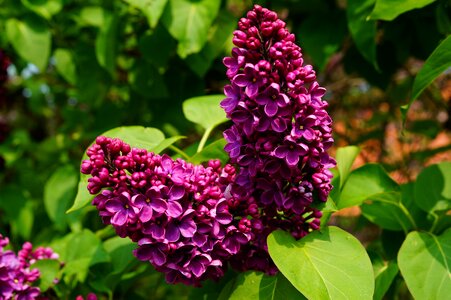 Plant bush blossom