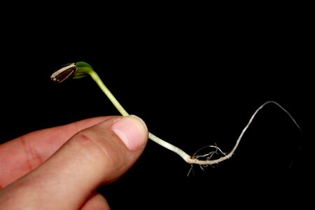 Green grow spring