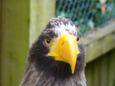 Eagle raptor Free photos photo