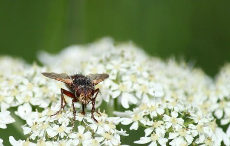 Animal arthropod beautiful flowers