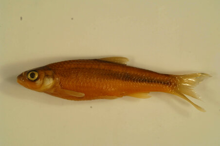 Notropis blennius-1