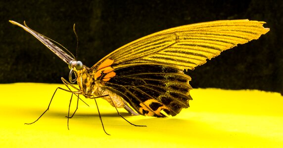Butterfly insect Free photos