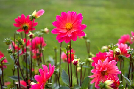 Beautiful Photo flora flower garden photo