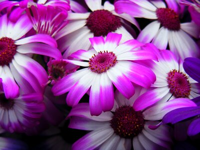 Spring floral season