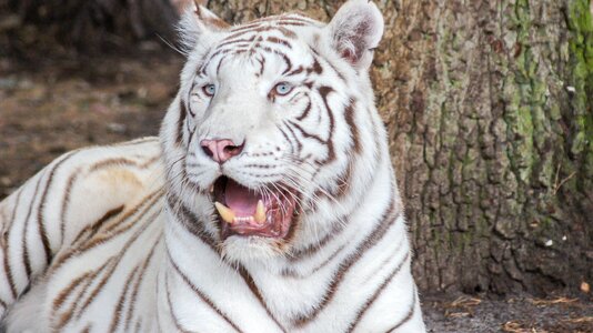 Big cat white tiger serengeti park photo