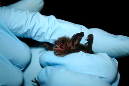 Researcher holds Little brown bat-2 photo