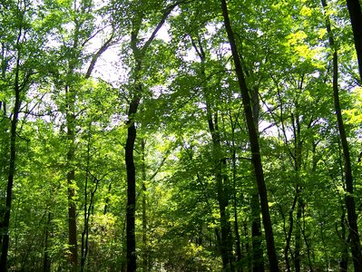 Green leaves branches
