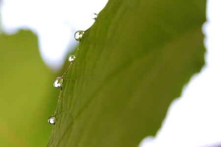 Nature drops plant leaves water
