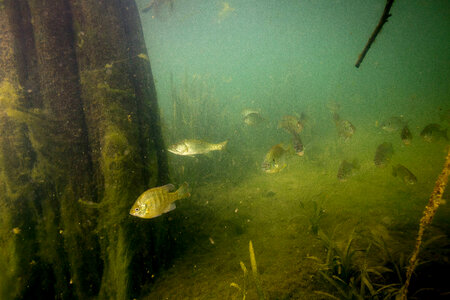 Sunfish congregate near bald cypress roots