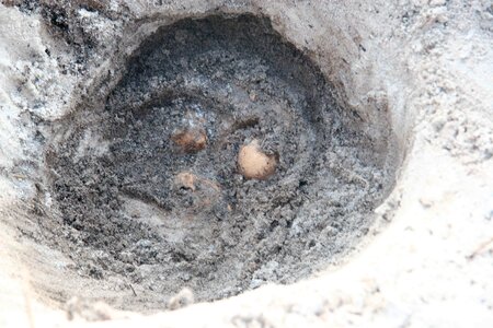 Dead mare nest