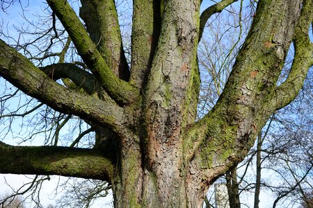 Chestnut bark chestnut tree