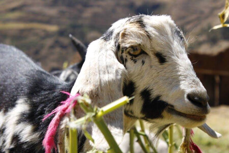 Animal fauna goat photo