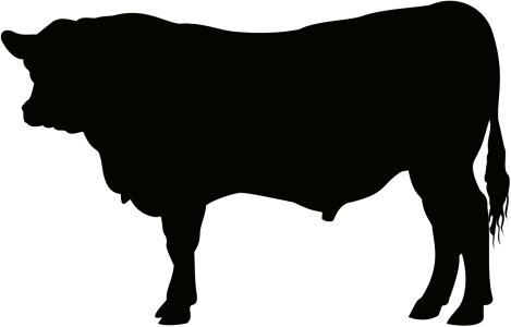 Angus bull cattle