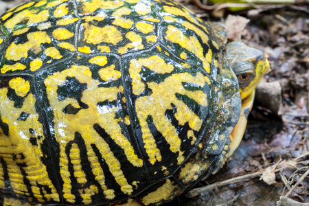 Eastern box turtle-1