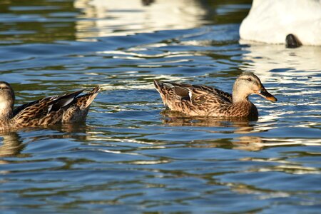 Flock waterfowl wildlife