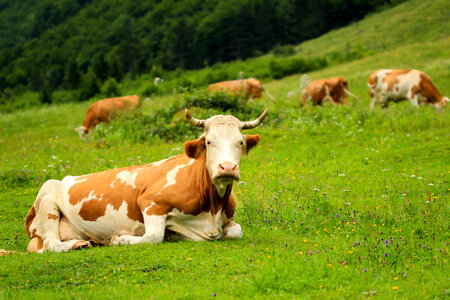 Cows Grazing on a Green Meadow photo