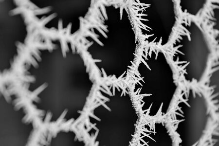 Black And White close-up cold photo