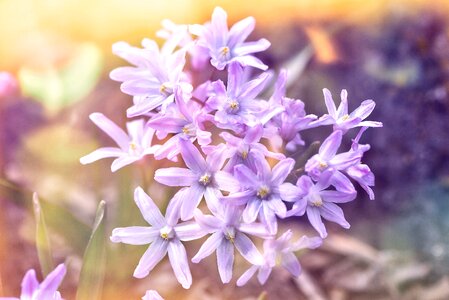 Nature sweet tender