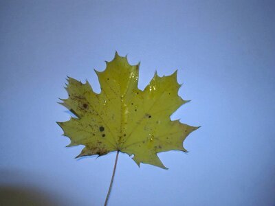 Leaf  