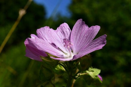 Beautiful Flowers bloom blooming photo