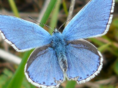Restharrow's blue common bläuling blue
