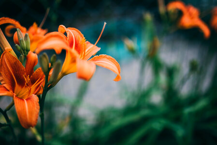 Orange Summer Flower in the Spring photo