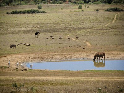 Animals birds ostrich photo