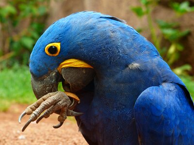 Parrot bird blue