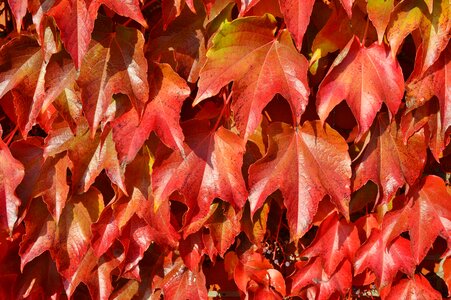 Red autumn fall foliage