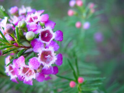 Bloom dew viola photo