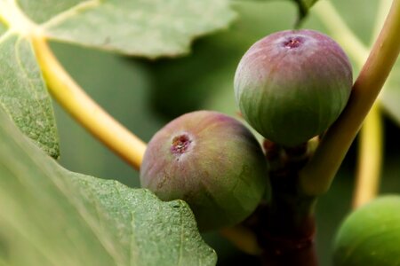 Fig food fresh