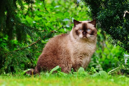 Adorable animal animals