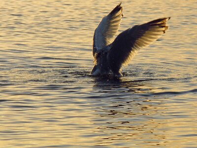 Seagull sea morning light photo