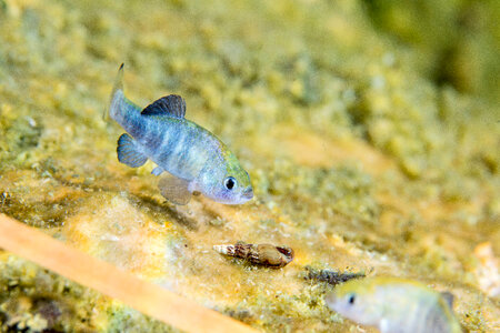 Ash Meadows Amargosa pupfish-1