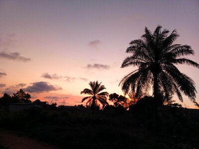 Sunset trees dawn photo