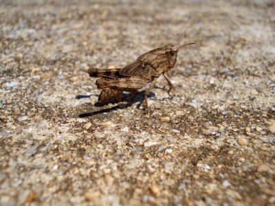 Wing wildlife bug photo