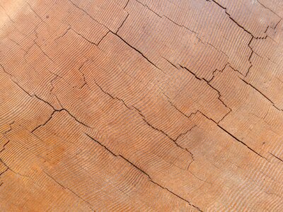 Nature forest wooden