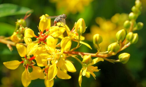 Beautiful Flowers beautiful photo bee